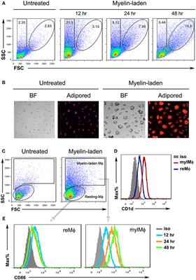 Abrogation of Endogenous Glycolipid Antigen Presentation on Myelin-Laden Macrophages by D-Sphingosine Ameliorates the Pathogenesis of Experimental Autoimmune Encephalomyelitis